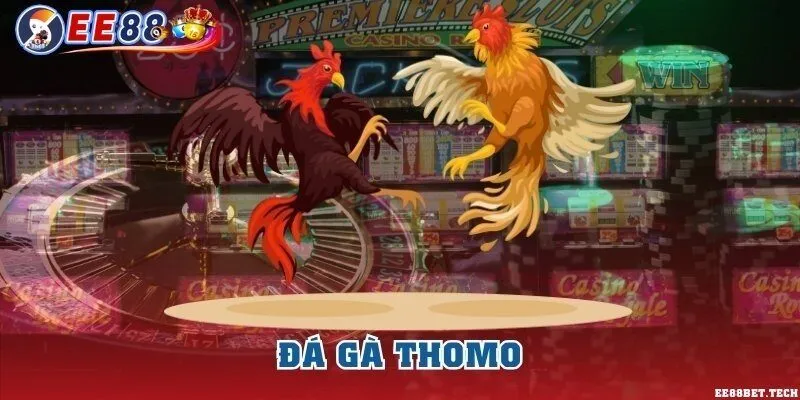 Đá gà Thomo